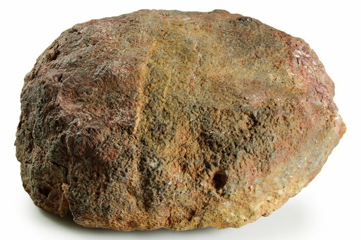 Silurian Fossil Crinoid (Scyphocrinites) Lobolith - Morocco #375293
